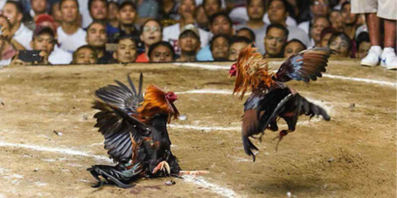 2 loại chiến kê phổ biến hiện nay